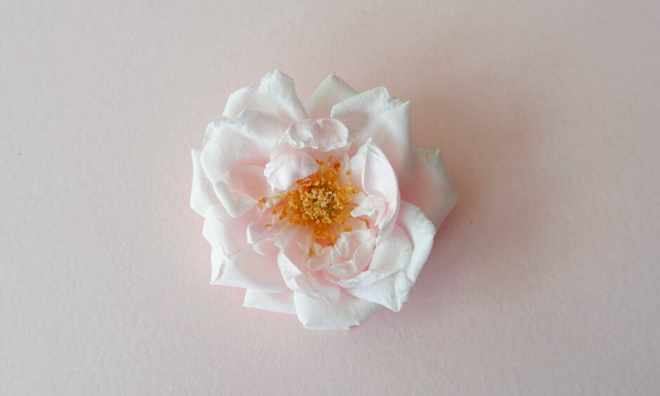 rosa Farbe